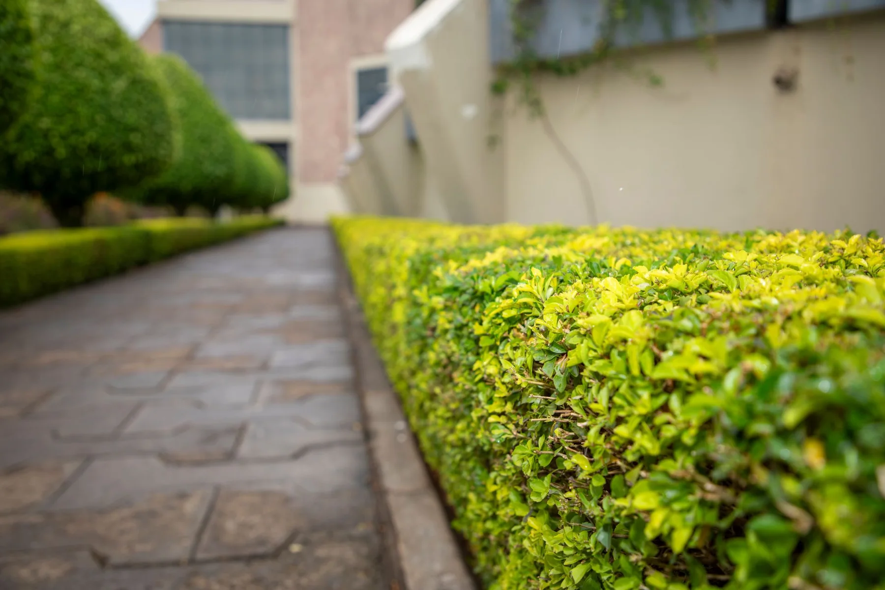 Stone garden pathway edged with neatly clipped green hedges